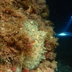 buceo nocturno la herradura