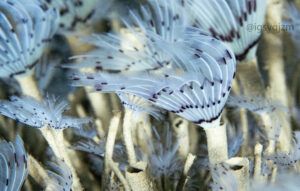 Espirógrafos La Herradura