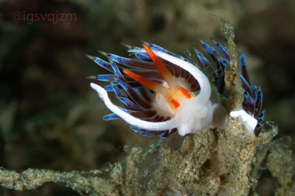 Buceo La Herradura Buceo la Herradura