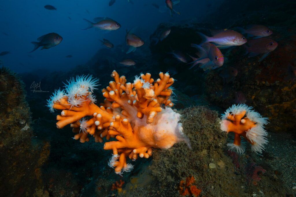 buceo en La Herradura bucear en la herradura