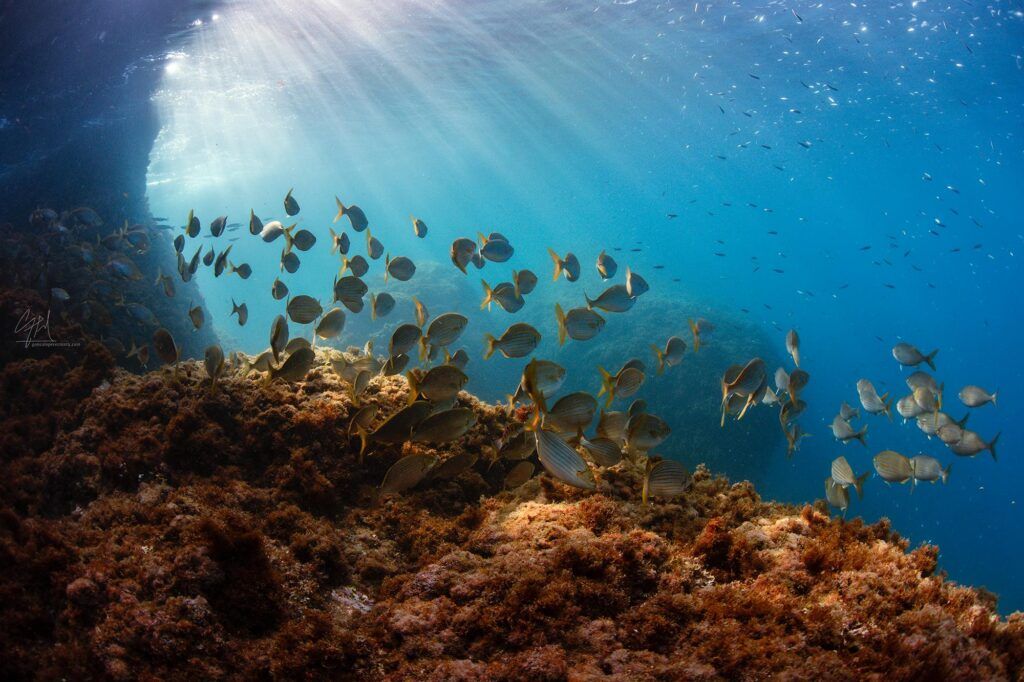 la herradura cursos buceo la herradura